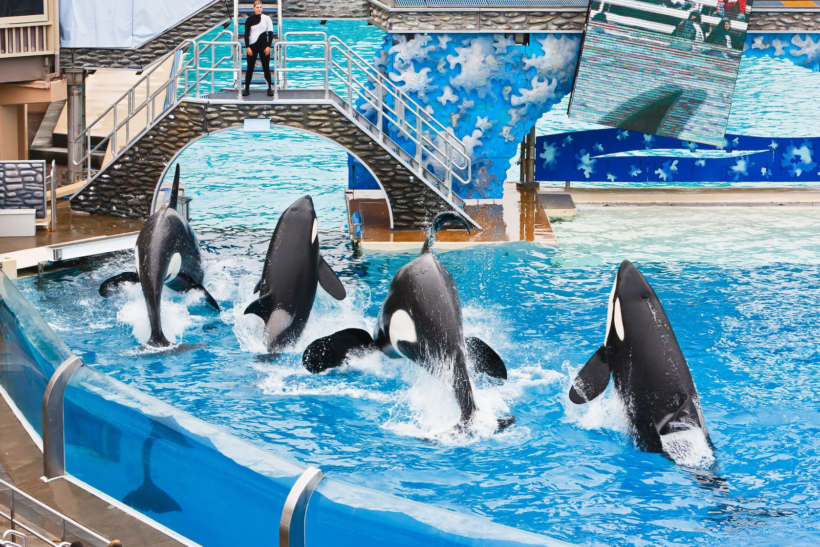 Drowning in Negative Publicity, SeaWorld Ends Killer Whale Breeding
