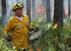 Land managers are seen trying to contain a fire. A new UF/IFAS study shows southern land managers would like to use prescribed burns more frequently to prevent wildfires and protect the ecosystem. But they face numerous barriers, including insurance, costs and proximity to development. (UF/IFAS file photo)