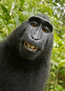 This 2011 photo provided by People for the Ethical Treatment of Animals (PETA) shows a selfie taken by a macaque monkey on the Indonesian island of Sulawesi with a camera that was positioned by British nature photographer David Slater. The photo is part of a court exhibit in a lawsuit filed by PETA in San Francisco on Tuesday, Sept. 22, 2015, which says that the monkey, and not Slater, should be declared the copyright owner of the photos. Slater has argued that, as the intellect behind the photos, he is the copyright owner since he set up the camera so that such a photo could be produced if a monkey approached it a pressed the button. (David Slater/Court exhibit provided by PETA via AP)