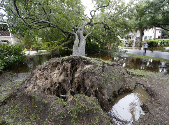 Neighbors watch employees with the city of Isle of Palms cut down a live oak tree that fell down on 23rd Avenue after heavy rains fell on Isle of Palms, S.C., Sunday, Oct. 4, 2015. The South Carolina coast is getting hammered with heavy rains along with an unusual lunar high tide causing flooding all over the state. (AP Photo/Mic Smith)