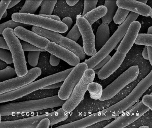 Escherichia coli (E. Coli) bacteria image from  National Institutes of Health, which is part of the United States Department of Health and Human Services.