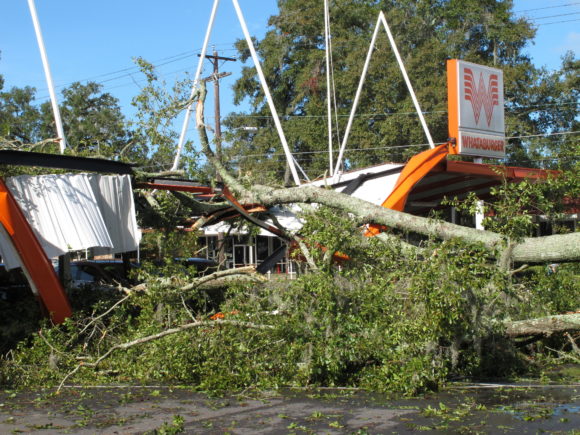A large oak tree toppled over a Whataburger restaurant in Tallahassee, Fla., Sept. 2, 2016. Many businesses and homes in Tallahassee are without power and several roads are blocked due to tree damage caused by Hurricane Hermine. (AP Photo/Brendan Farrington)
