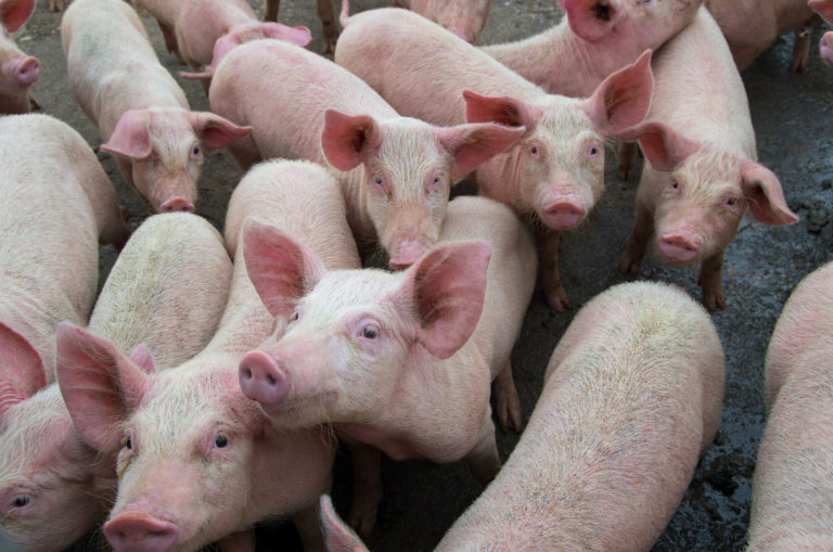 African Swine Fever Spreads in Philippines