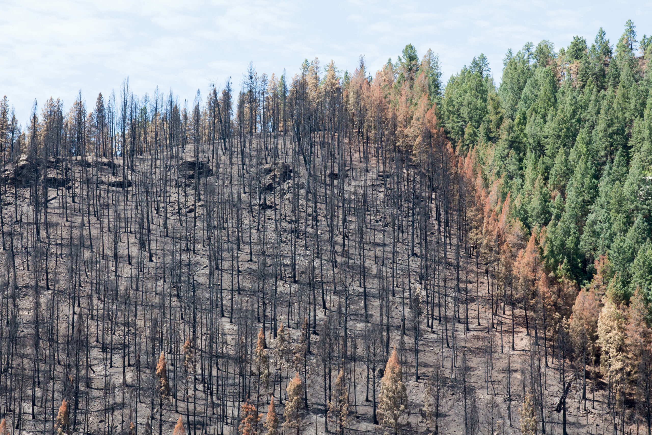 Сибирский лес после пожара