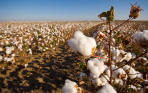 A cotton field ready for harvest with dead plants and nice big boll of cotton