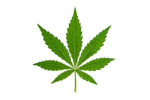 Fresh green marijuana leaf isolated on white background