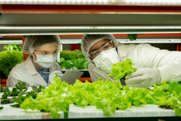 Young man in protective workwear holding sample of green lettuce seedling in small pot while his female colleague making notes
