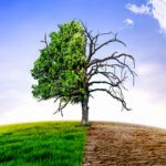 Climate change withered tree and dry earth.