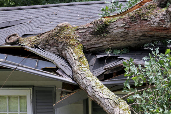 A heavy oak tree falls on a house during a storm buckling and crushing it close up; large tree; tree; falls; heavy; roof; storm damage; storm; weather; down; house; home; oak; oak tree; damage; crush; crushed; impaled; insurance; act of God; building; arcitecture; impaled; split; brnches; tree trunk; nature; assunder; smashing; totaled; insured; collapsing; collapsed; siding; ripped apart; crushing; destoyed; trashed; destruction; totaling; insurance; home; home insurance; insurance coverage; homeowners policy; insurance policy; dangerous; unpredictable; damaged; ripped apart; damaged; destruction; tragic; heavy; structure; unforeseen; accident; Tree falls on house; tree destroys home; buckled