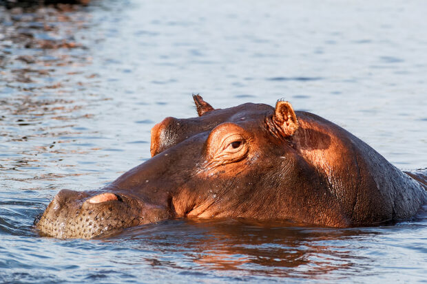 After Countrywide Pause, InsurTech Hippo Slowly Reemerging Subsequent Week