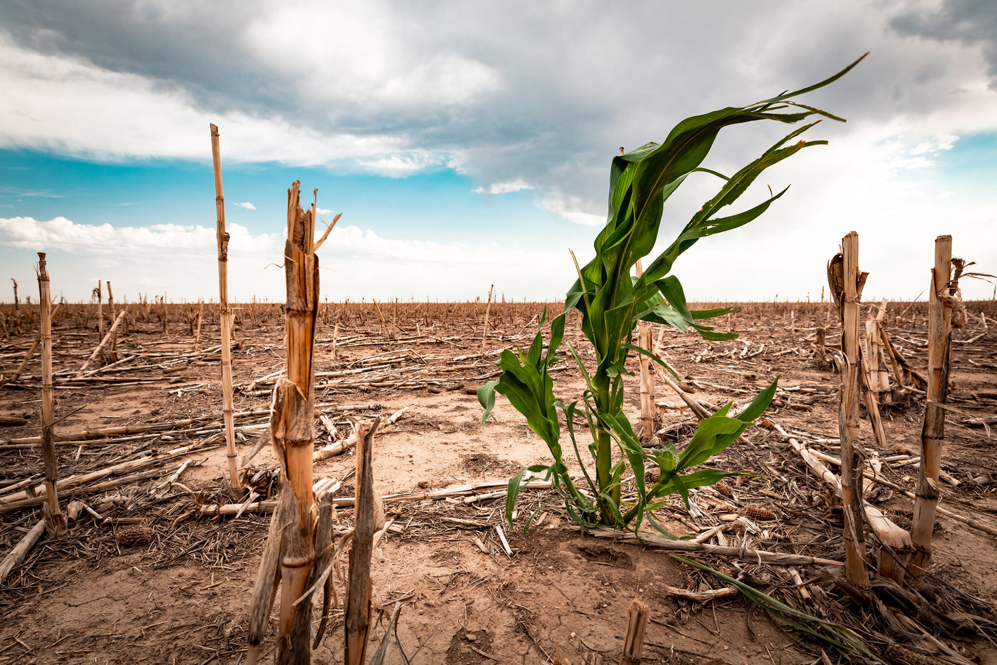 Climate agriculture. Полина засуха фото.