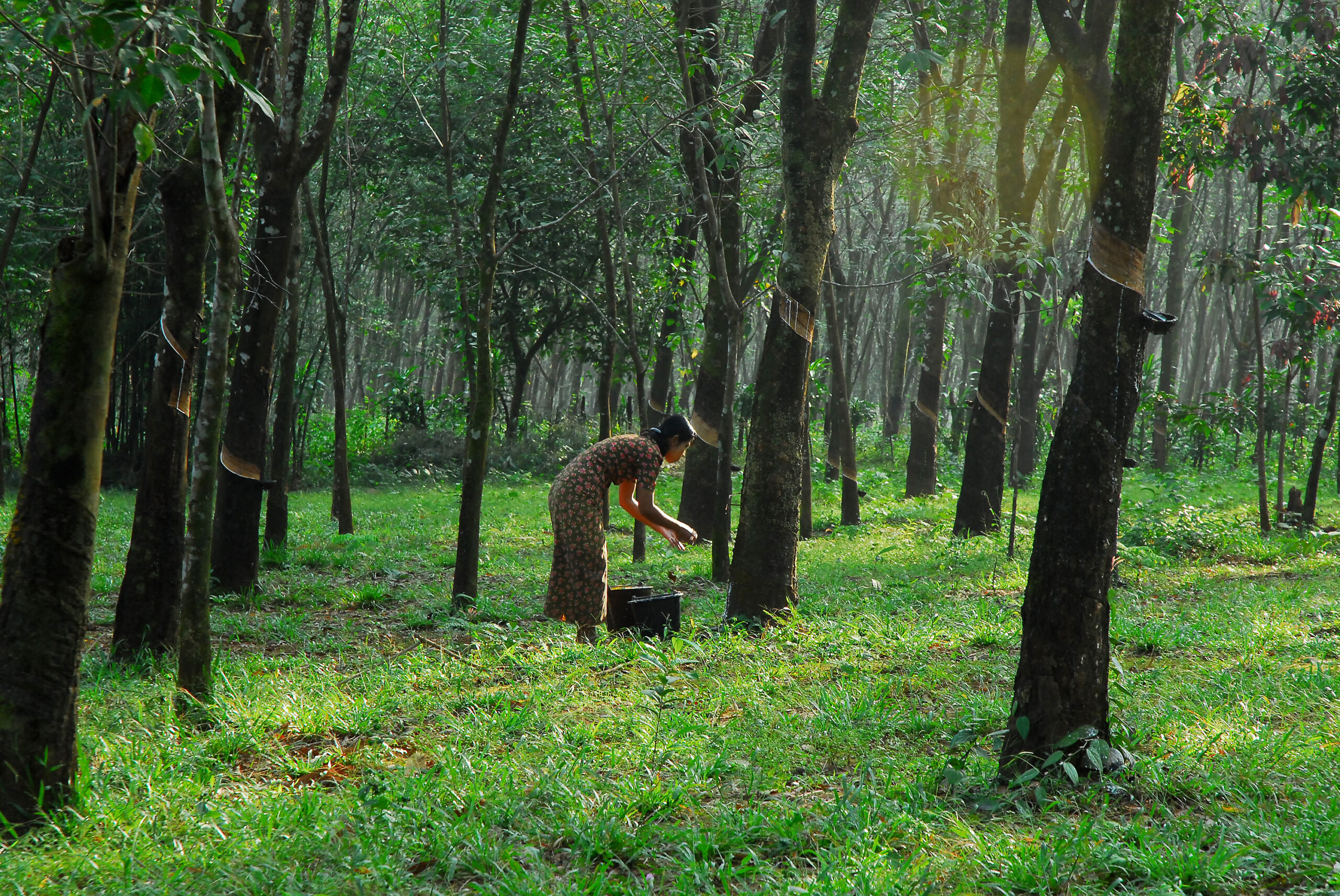 China offers insurance for natural rubber growers