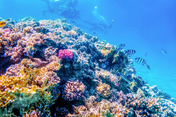 Coral reefs, wonderful underwater world