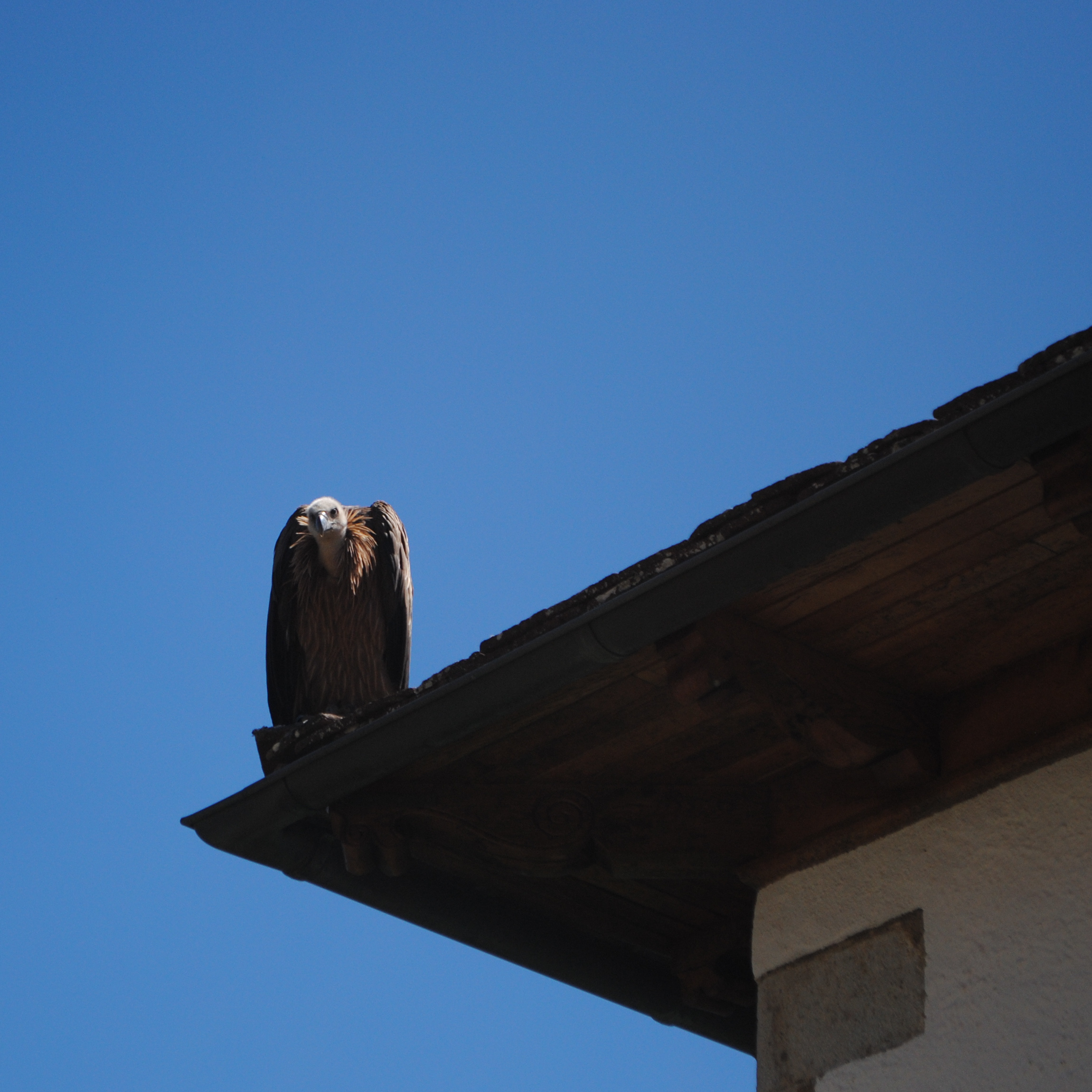 North Carolina Adjuster and Son Charged with Embezzlement in Roof Jobs