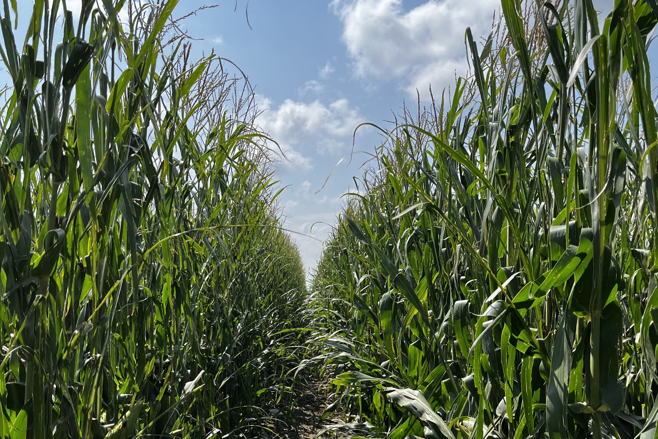 Bright green fields indicate a large corn harvest in the US and low prices